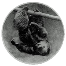 Load image into Gallery viewer, Black Velvet Band - Werewolves Of London