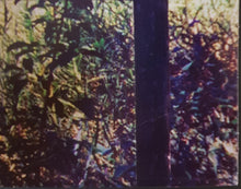 Load image into Gallery viewer, Acid King - Busse Woods - Reissue