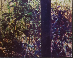 Acid King - Busse Woods - Reissue