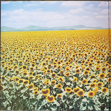 Load image into Gallery viewer, Sunnyboys - Individuals