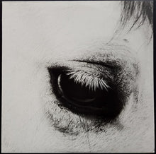 Load image into Gallery viewer, Creepoid  - Horse Heaven