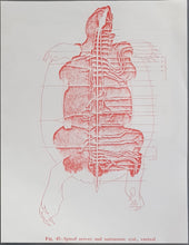 Load image into Gallery viewer, Tortoise - Mosquito