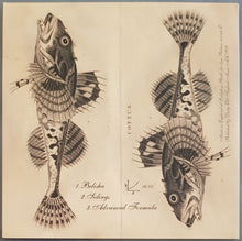 Load image into Gallery viewer, Forty Shades Of Black - Belisha