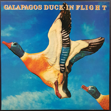 Galapagos Duck - In Flight